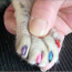 В Ставрополье кошкам стали красить ногти