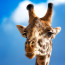 В российском зоопарке жирафе сделали педикюр