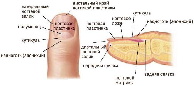 Отслойка ногтя от ногтевого ложа и строение ногтя