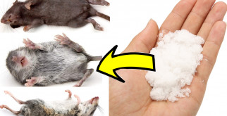 Как сделать водяную баню для травы правильно: секреты и советы