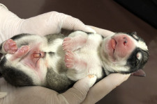 Кесарево сечение у животных: когда роды становятся опасными и как не упустить момент