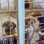 Приюты для собак в Казахстане переполнены