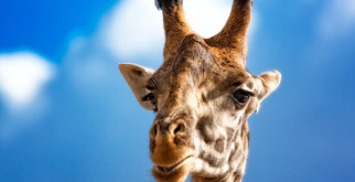 В российском зоопарке жирафе сделали педикюр