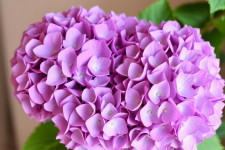 Букеты из гортензий: как создать цветочное облако, которое запомнится