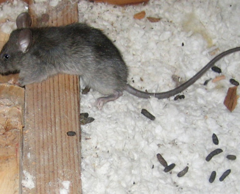 Уничтожение мышей: эффективные методы и советы