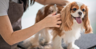 Блеск и забота: основы груминга для собак
